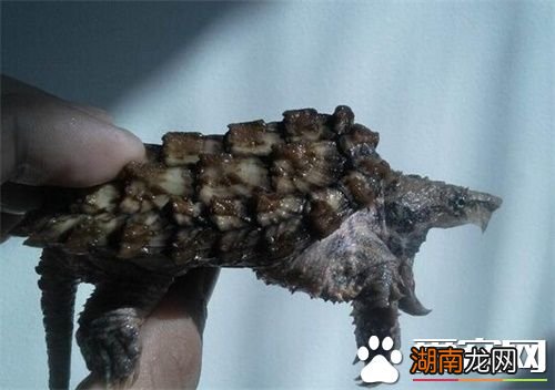 游戏专题 第138页